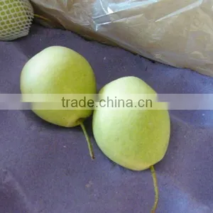 2015 Fresh Shandong Pear Supplying in China thumbnail-5