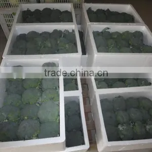 Chinese Fresh Green Broccoli thumbnail-1