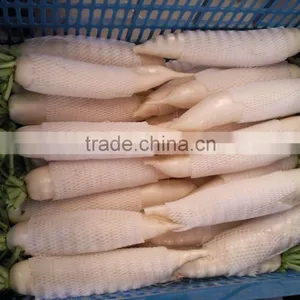 Chinese Fresh Radish thumbnail-1