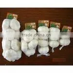 Good Quality Fresh Normal White Garlic thumbnail-1