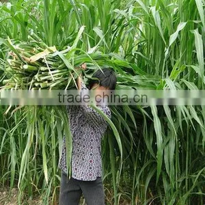 Gaodan Grass Seeds Sorghum Sudan Grass Seeds Sorghum Hybrid Sudan Grass Seeds For Growing thumbnail-1
