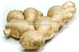VIETNAM FRESH GINGER HIGH QUANLITY thumbnail-1