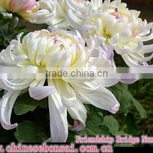 Chrysanthemum thumbnail-3