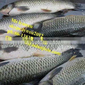 Fish Scaling Gutting Machine/automatic Fish Scaler thumbnail-5