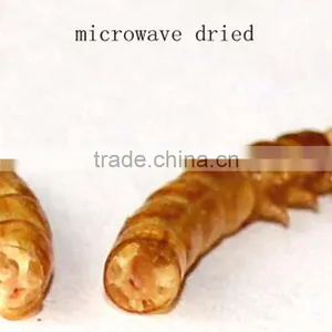 Good Quality Mealworm Treats thumbnail-3