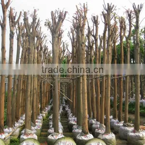 Ficus Religiosa thumbnail-1
