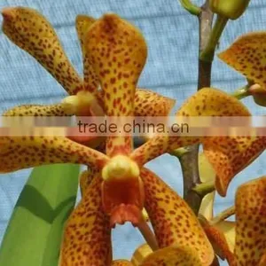 Fresh Cut Orchids, Mokara Orchids, Fresh Cut Stem thumbnail-1