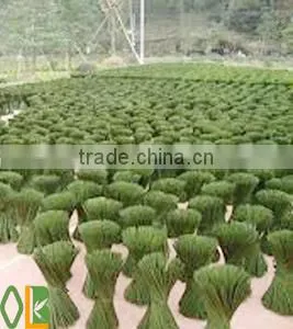 Tonkin Bamboo Flower Sticks thumbnail-3