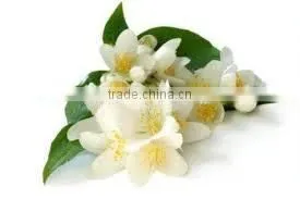 Jasmine Oil thumbnail-1