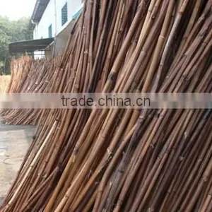 Red Cane thumbnail-1