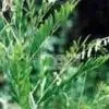 Sophora Flavescens P.E. thumbnail-1