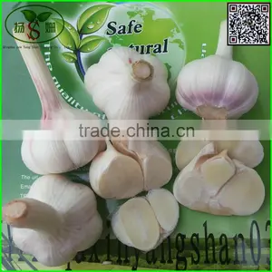 Fresh Tomato:Export Dedicated thumbnail-4