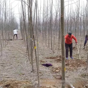 Price of 6 - Centimeter Melia Azedarach Trees With High Survival Rate thumbnail-5