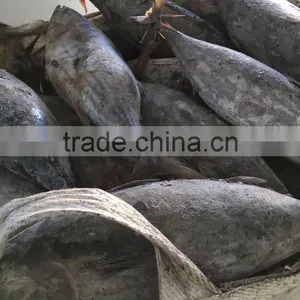 Whole Round 3.4kgs up Frozen Skipjack Tuna Fish thumbnail-2