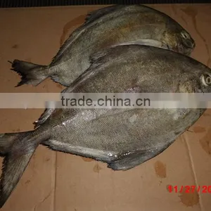 Black Pomfret thumbnail-1