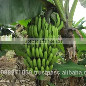 Carvendish Bananas thumbnail-2