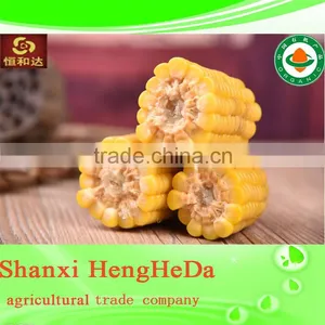More Color Corn Supplier thumbnail-5