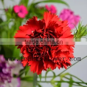 Different Colors Wedding Flower Red Carnation Flower Flower Bouquets thumbnail-6