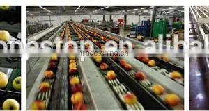 Online Cleaning and Automatic Sorting Machine for Cherry Tomato Fruit thumbnail-5