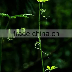 100% Natural Ivy Leaf Extract thumbnail-1