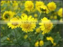 Instant Chrysanthemum Powder thumbnail-1