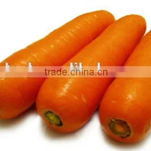 Fresh Carrot Fresh Vegetable High Demand Products Carrot thumbnail-2