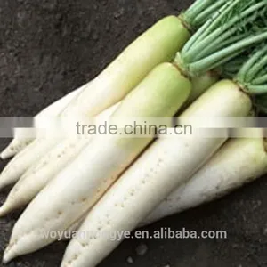 Fresh Radish thumbnail-3