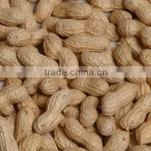 2013 Shandong Peanuts in Shell thumbnail-1