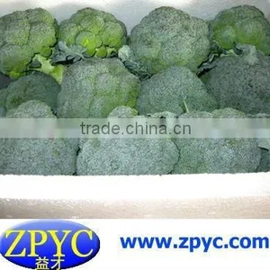 Chinese Fresh Broccoli thumbnail-1