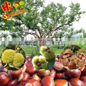 New Crop Fresh Chinese Chestnut Bulk Hebei Chestnuts for Sale thumbnail-1