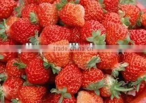 Frozen Fruit thumbnail-4