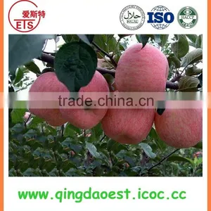 Fresh Red Fuji Apple thumbnail-2