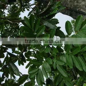 Swietenia Mahagoni(L.)Jacq. thumbnail-2