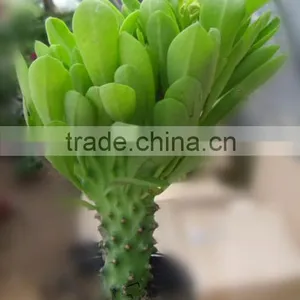 Euphorbia Neriifolia L. Var. Cristata Bonsai, Pot Plant, Succulent Plant thumbnail-5