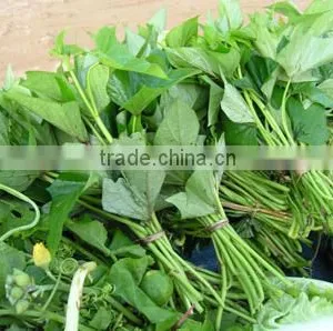 Frozen Sweet Potato Leaves thumbnail-4