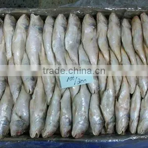 Frozen Yellow Croaker thumbnail-2