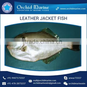 Top Quality Frozen Fresh Leather Jacket Fish (HGT/WR) thumbnail-1