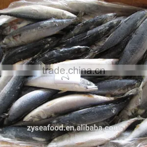 For Importers Sea Frozen Good Pacific Mackerel for Selling thumbnail-3