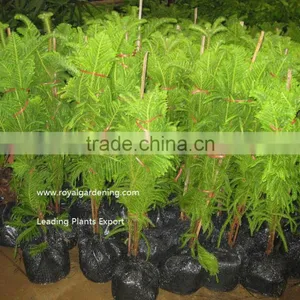 Araucaria Cunninghamii thumbnail-1