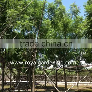 Jacaranda Mimosifolia Landscaping Trees Blooming Plants thumbnail-1