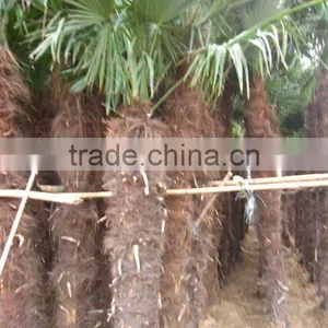 Windmill Palms in Green House thumbnail-1
