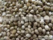 Hemp Seed thumbnail-1