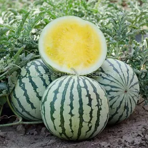 Golden Orchid Small Seedless Yellow Flesh Watermelon Seeds thumbnail-4