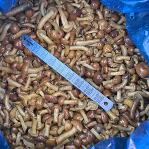 Nameko in Brine A Grade thumbnail-1