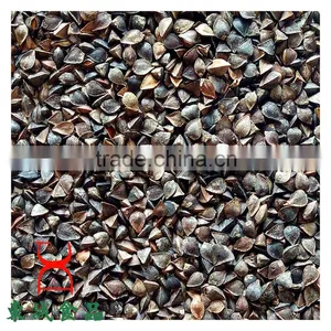 Buckwheat Common Cultivation Type Brown Color thumbnail-1