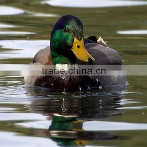 Mallard Drake Greenhead Flocking Kit Duck Hunting Device Plastic Duck Hunting Decoy thumbnail-4