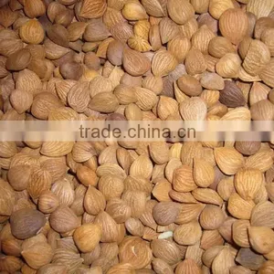 Chinese Bitter Bulk Apricot Kernels With Good Quality thumbnail-6