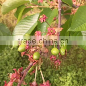 Import China Products Fresh Cherry High Quality Bagged thumbnail-6