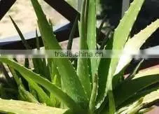 Aloe Vera P.E. Aloeemodin 10%, Aloin 10%20% HPLC thumbnail-1
