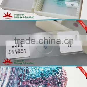 Microscope Prepared Slides ,Stem Slides, Stem of Abnormal Condition Prepared Slides thumbnail-6